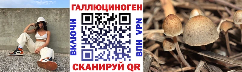 где продают   Лесосибирск  Галлюциногенные грибы GOLDEN TEACHER 